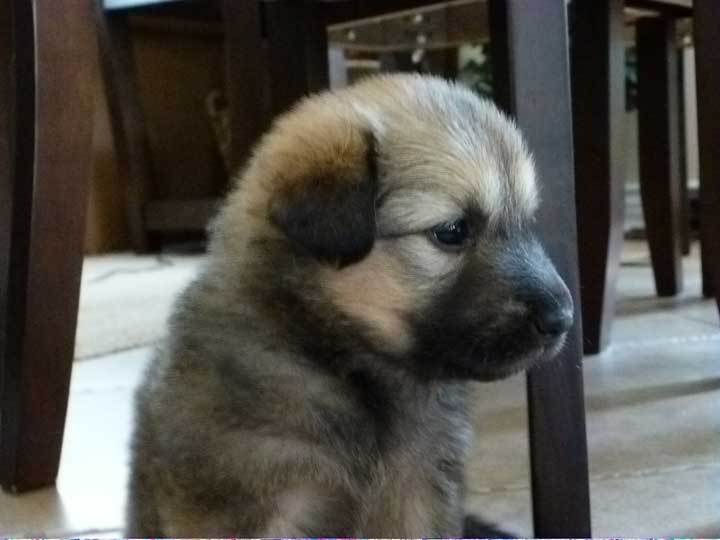 chinook dog